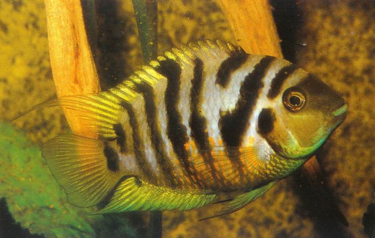 CICHLASOMA NIGROFASCIATUM